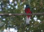 CostaRica06 - 121 * Resplendant Quetzal